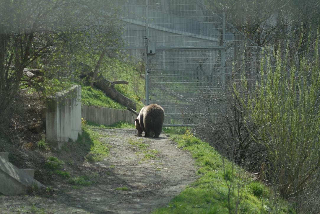 von hinten/Björk's backside/Bern/Berne Schweiz/Switzerland)