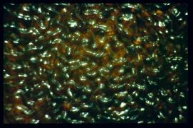 wien durchlaufstrasse 1994/wohnungsdetails bei uebernahme/coagulated (ester?) fat in frying pan