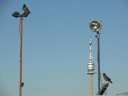 Fotospaziergang Handelskai/Donauturm und Kraehen