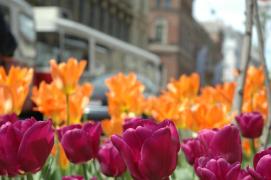 tulpen/tulips wien/vienna fruehjahr/spring 2006