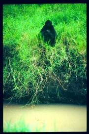 Guatemala 1996/antropoide Guatemala 1996/antropoide