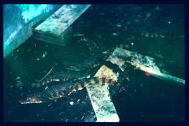 Guatemala 1996/caimanes Guatemala 1996/caimanes